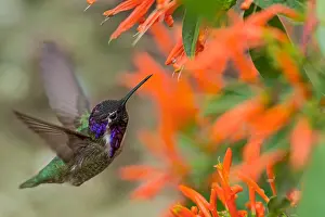 Firecracker: Male Costa's Hummingbird (Calypte costae) feeding