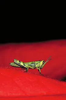Bugs: Male cricket