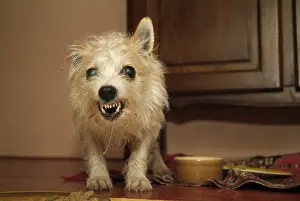 Growling: Male cross dog growling aggressively