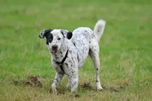 Dalmatian: Male Dalmatian crossbreed, looking into the camera
