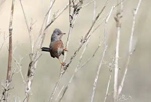 Dartford: A male Dartford Warbler (Sylvia undata) displays