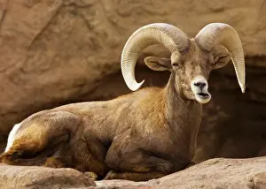 Mexicana: Male Desert Bighorn Sheep - Lying down