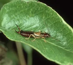 Earwig: Male Earwig