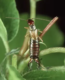 Earwig: Male Earwig