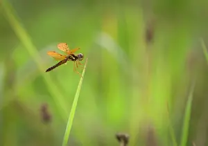 Riparian: A male Eastern Amberwing