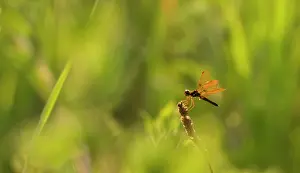 Riparian: A male Eastern Amberwing