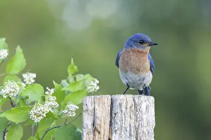 Sialia: Male Eastern Bluebird
