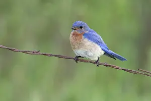 Sialia: Male Eastern Bluebird