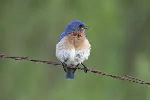 Sialia: Male Eastern Bluebird
