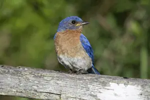 Bluebird: Male Eastern Bluebird