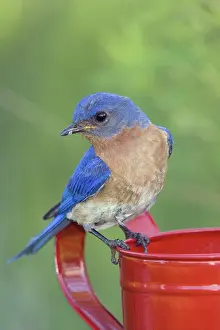 Bluebird: Male Eastern Bluebird