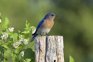Bluebird: Male Eastern Bluebird