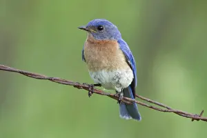 Bluebird: Male Eastern Bluebird