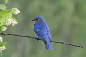 Bluebird: Male Eastern Bluebird