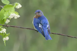Bluebird: Male Eastern Bluebird