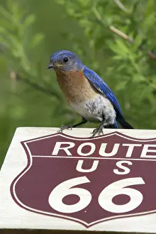 Bluebird: Male Eastern Bluebird