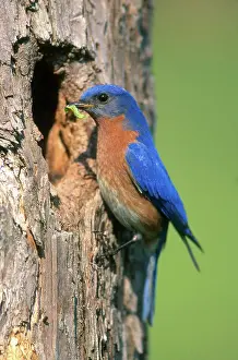 Treehole: Male Eastern Bluebird
