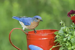 Bluebird: Male Eastern Bluebird