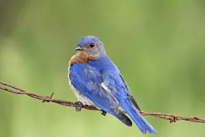 Bluebird: Male Eastern Bluebird