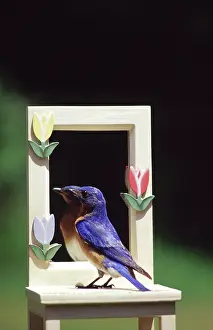Bluebirds: Male Eastern Bluebird looking at reflection
