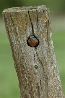 Hollow: Male eastern bluebird in his nest