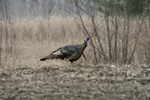 Gallopavo: Male Eastern Wild Turkey
