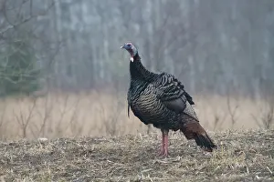Gallopavo: Male Eastern Wild Turkey