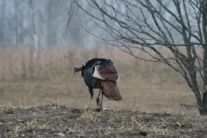 Gallopavo: Male Eastern Wild Turkey