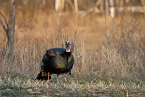 Gallopavo: Male Eastern Wild Turkey