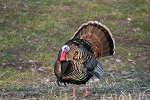 Strutting: Male Eastern Wild Turkey