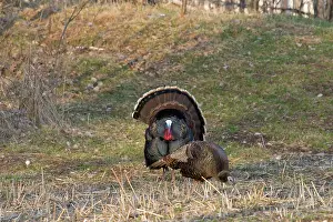 Strutting: Male Eastern Wild Turkey