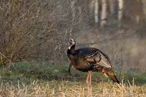 Gallopavo: Male Eastern Wild Turkey