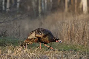Gallopavo: Male Eastern Wild Turkey