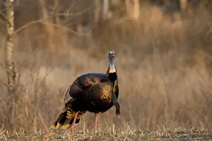 Gallopavo: Male Eastern Wild Turkey