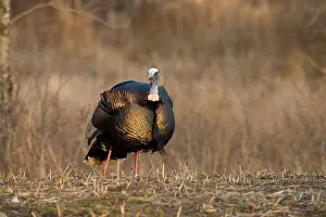 Gallopavo: Male Eastern Wild Turkey