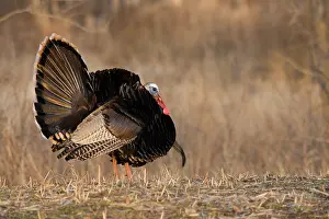 Strutting: Male Eastern Wild Turkey