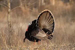 Strutting: Male Eastern Wild Turkey