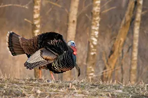 Strutting: Male Eastern Wild Turkey