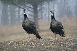 Turkeys: Male Eastern Wild Turkeys