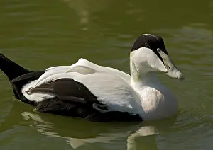 Eiders: Male Eider duck, swimming