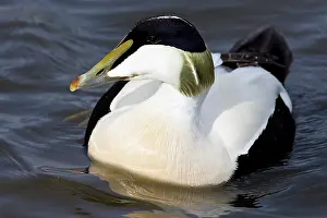 Mollissima: Male Eider duck swims in a city pond in