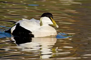Mollissima: Male Eider in pond near Snaefellsness, Iceland
