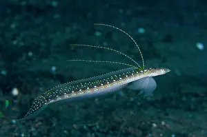 Diver: Male Elegant Sand-Diver