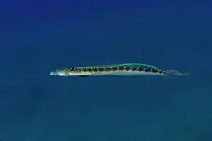Dash: Male Elegant Sand-Diver - Bulakan Slope dive site