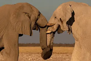 Measuring: Male elephants like to play measuring their strength
