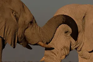 Measuring: Male elephants like to play measuring their strength