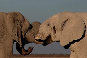 Measuring: Male elephants like to play measuring their strength