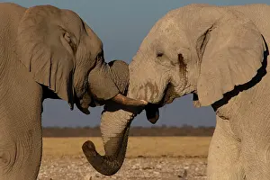 Measuring: Male elephants like to play measuring their strength