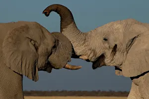 Measuring: Male elephants like to play measuring their strength