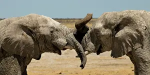 Measuring: Male elephants like to play measuring their strength